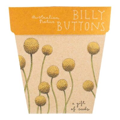 Sow N Sow Gift Of Seeds - Billy Buttons 1 Card