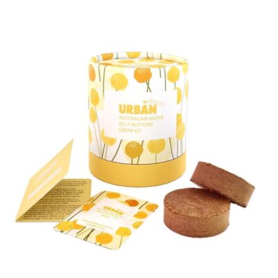 Urban Greens Australian Native Flowers Kit Billy Buttons 1 Kit